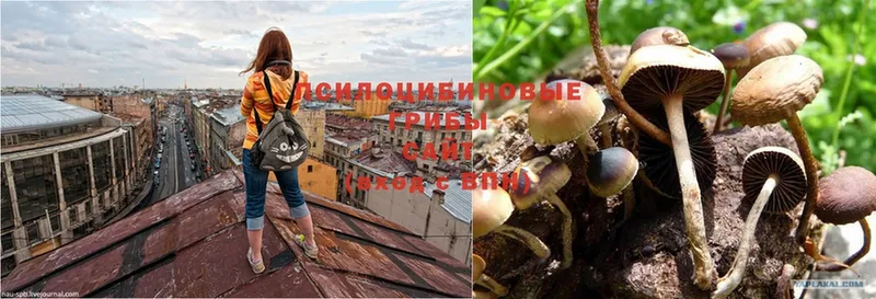 где продают наркотики  Приволжск  Галлюциногенные грибы Psilocybe 